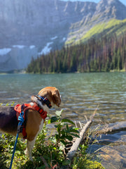 Rocky Mountain Dog Banff Alpine 狗頸圈 產品細節圖 7