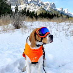 Rocky Mountain Dog The Grizzly All Mountain 狗帶 產品細節圖 7