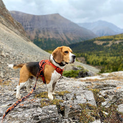 Rocky Mountain Dog Ranger All Mountain 狗帶 產品細節圖 7