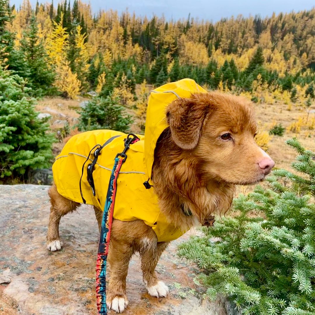 Rocky Mountain Dog Tofino Rain Jacket 狗狗用品 產品細節圖 7
