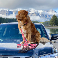 Rocky Mountain Dog Canadian Rockies 狗帶 產品細節圖 7