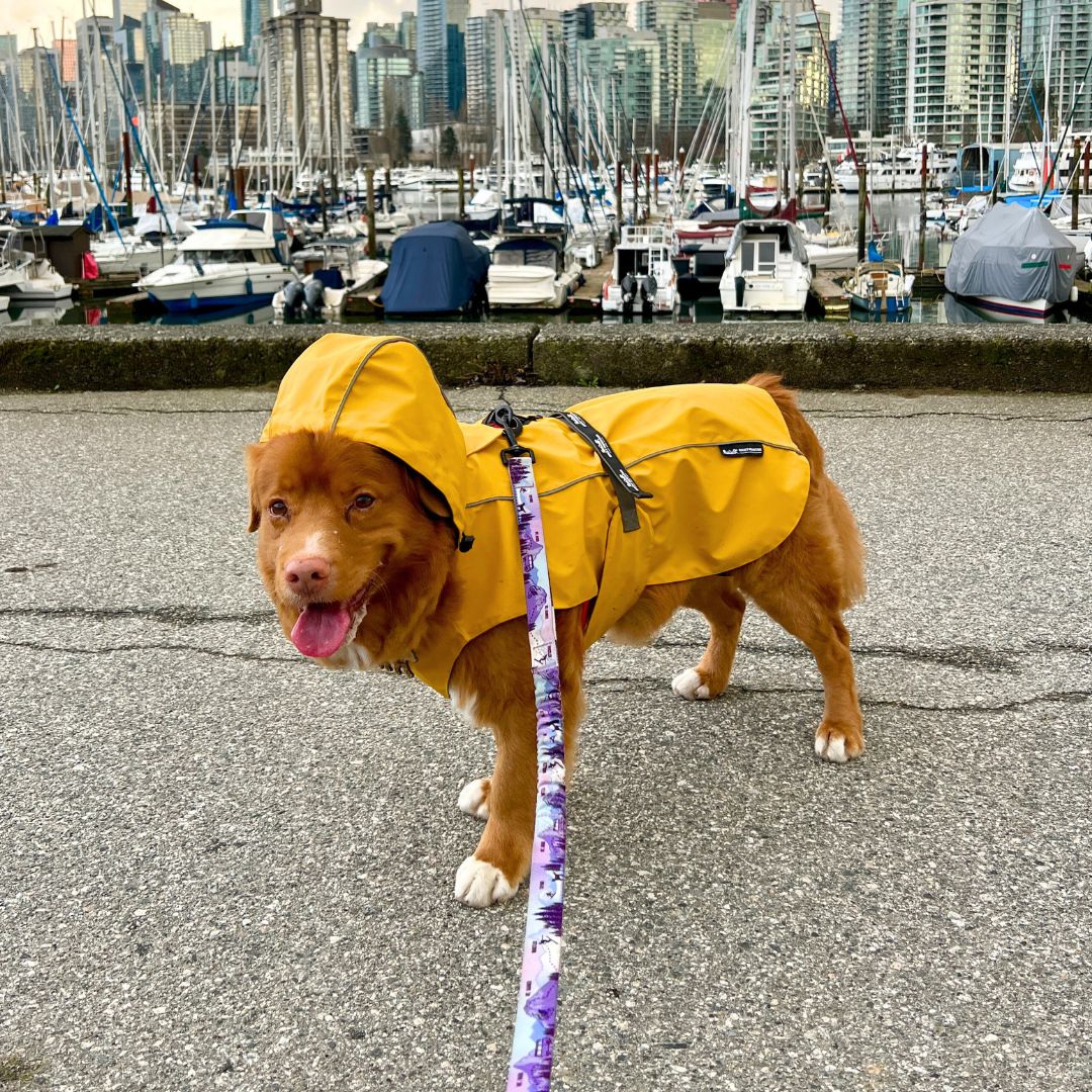 Rocky Mountain Dog PNW All Mountain 狗帶 產品細節圖 7