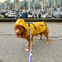 Rocky Mountain Dog PNW All Mountain 狗帶 產品細節圖 7