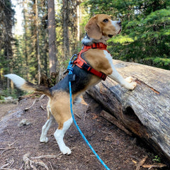 Rocky Mountain Dog Mountain Lakes Dog Rope 狗帶 產品細節圖 7