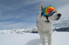 Rocky Mountain Dog V2 Small 狗狗護目鏡 產品細節圖 8