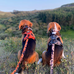 Rocky Mountain Dog Ranger All Mountain 狗帶 產品細節圖 8