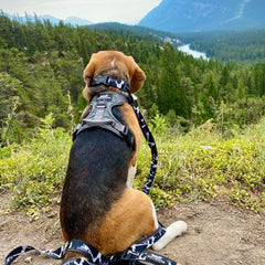 Rocky Mountain Dog The Grizzly All Mountain 狗帶 產品細節圖 8
