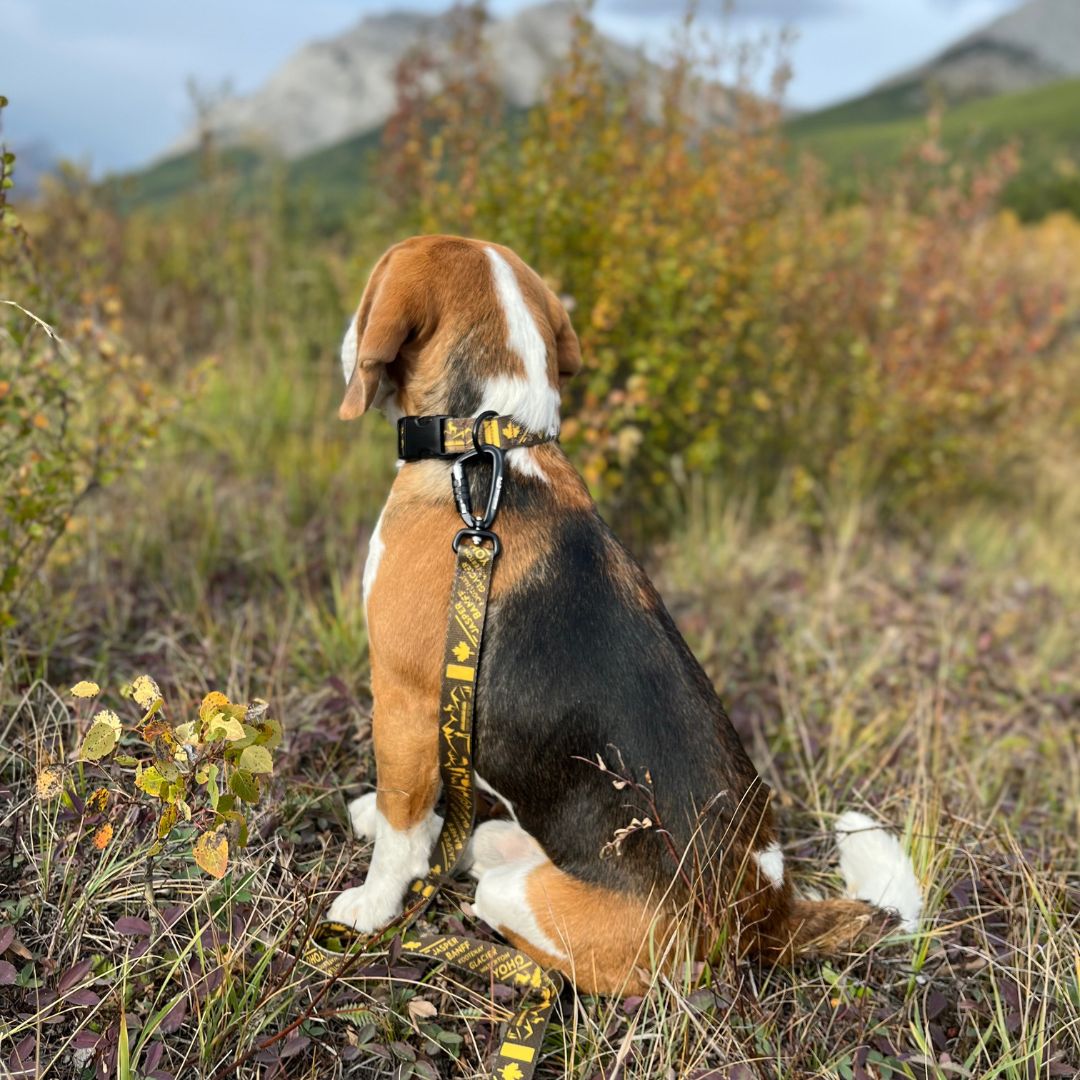 Rocky Mountain Dog Canadian Rockies 狗頸圈s 產品細節圖 8
