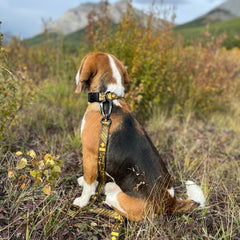 Rocky Mountain Dog Canadian Rockies 狗頸圈s 產品細節圖 8