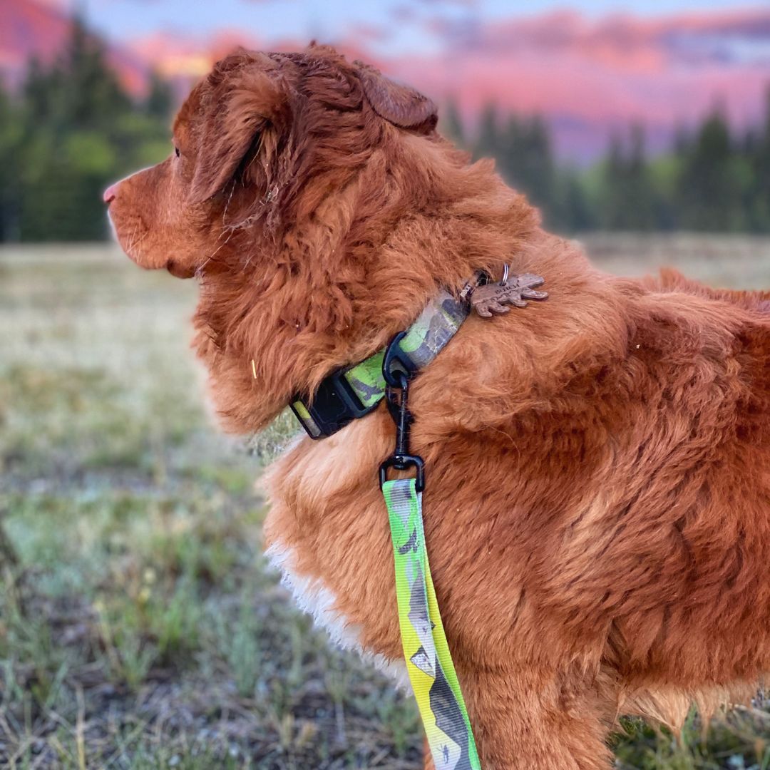 Rocky Mountain Dog Kootenay Alpine 狗頸圈 產品細節圖 8