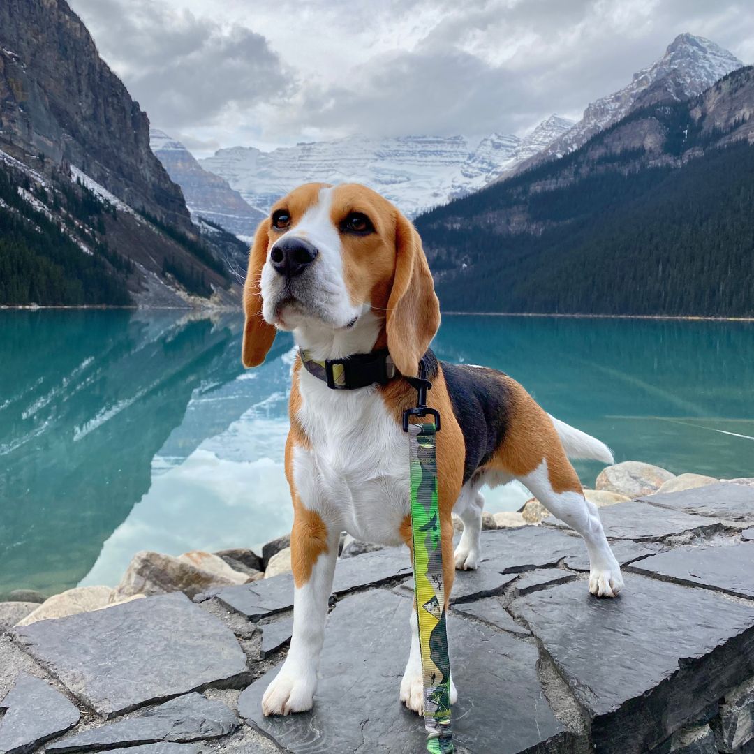 Rocky Mountain Dog Kootenay All Mountain 狗帶 產品細節圖 8