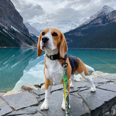 Rocky Mountain Dog Kootenay All Mountain 狗帶 產品細節圖 8