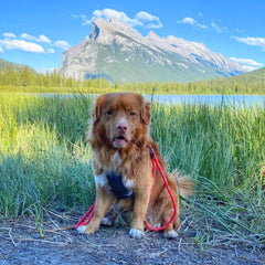 Rocky Mountain Dog Mountain Lakes Dog Rope 狗帶 產品細節圖 8