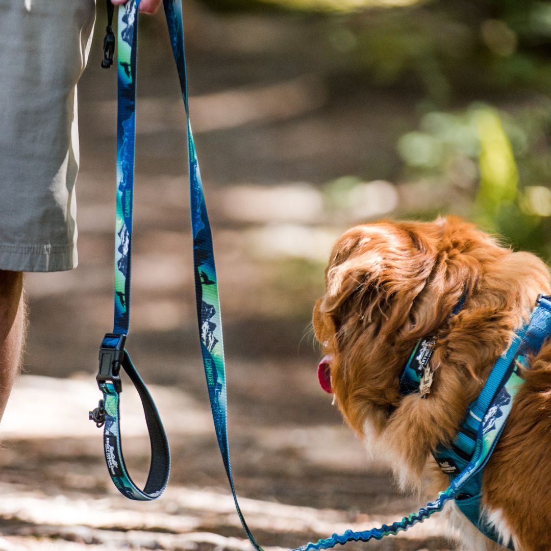 Rocky Mountain Dog V2 Canmore All Mountain 狗帶 產品細節圖 8