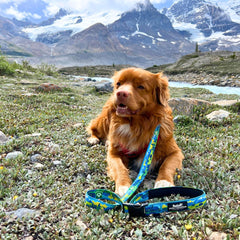 Rocky Mountain Dog Jasper All Mountain 狗帶 產品細節圖 8