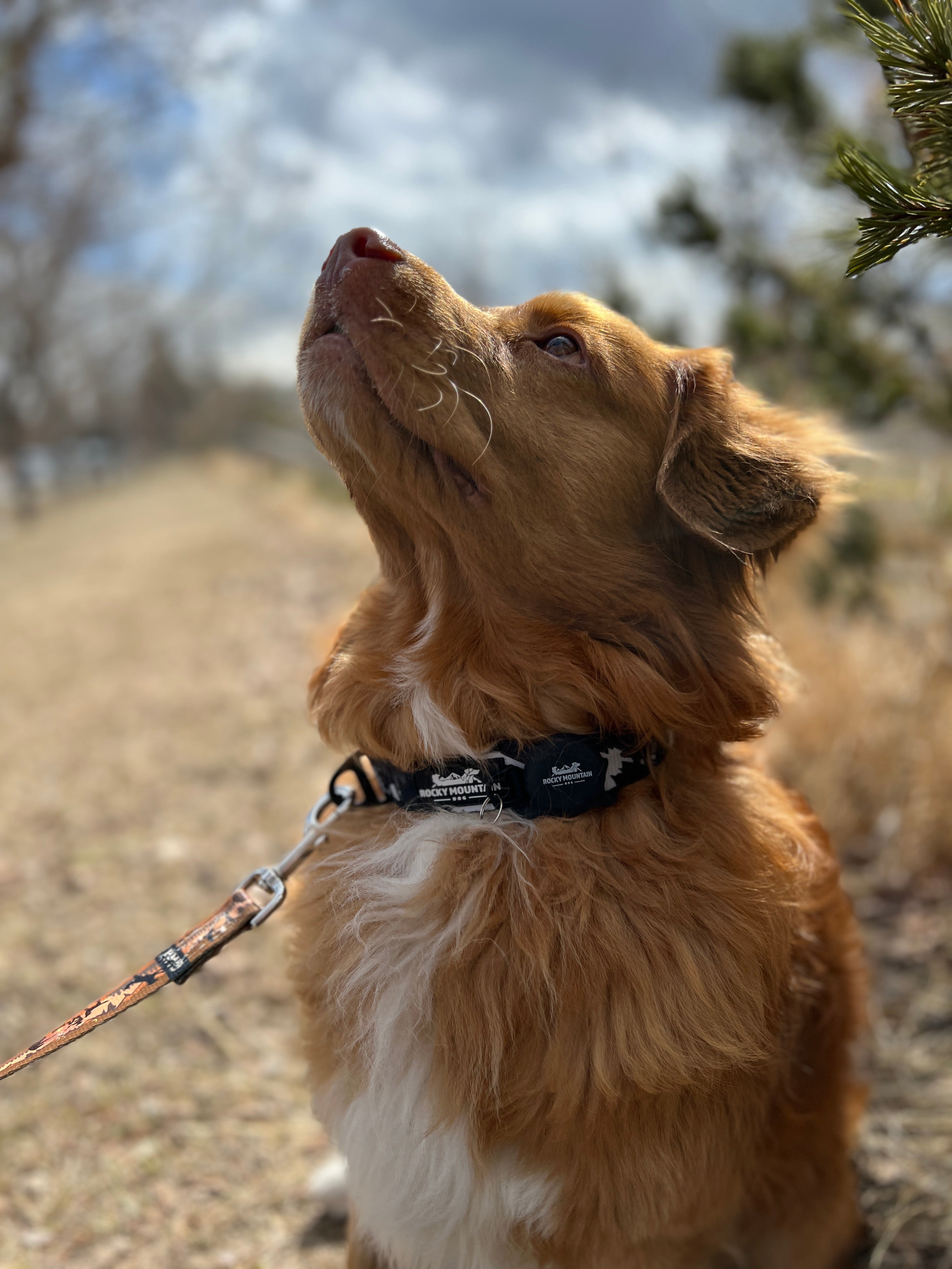 Rocky Mountain Dog RMD AirTag Holder 狗狗用品 產品細節圖 9