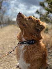 Rocky Mountain Dog RMD AirTag Holder 狗狗用品 產品細節圖 9