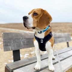 Rocky Mountain Dog Kootenay Alpine 狗頸圈 產品細節圖 9