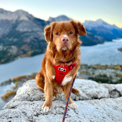 Rocky Mountain Dog Summit All｜Terrain Dog 狗狗胸背帶 產品細節圖 9