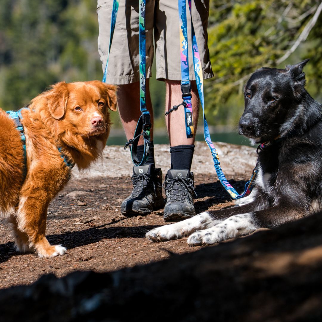 Rocky Mountain Dog V2 Canmore All Mountain 狗帶 產品細節圖 9