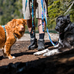 Rocky Mountain Dog V2 Canmore All Mountain 狗帶 產品細節圖 9