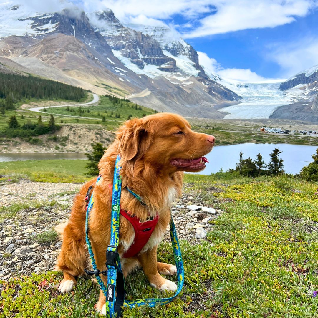 Rocky Mountain Dog Jasper All Mountain 狗帶 產品細節圖 9