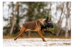 Rocky Mountain Dog V2 Large 狗狗護目鏡 產品細節圖 10