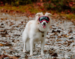 Rocky Mountain Dog V2 Extra Small 狗狗護目鏡 產品細節圖 10