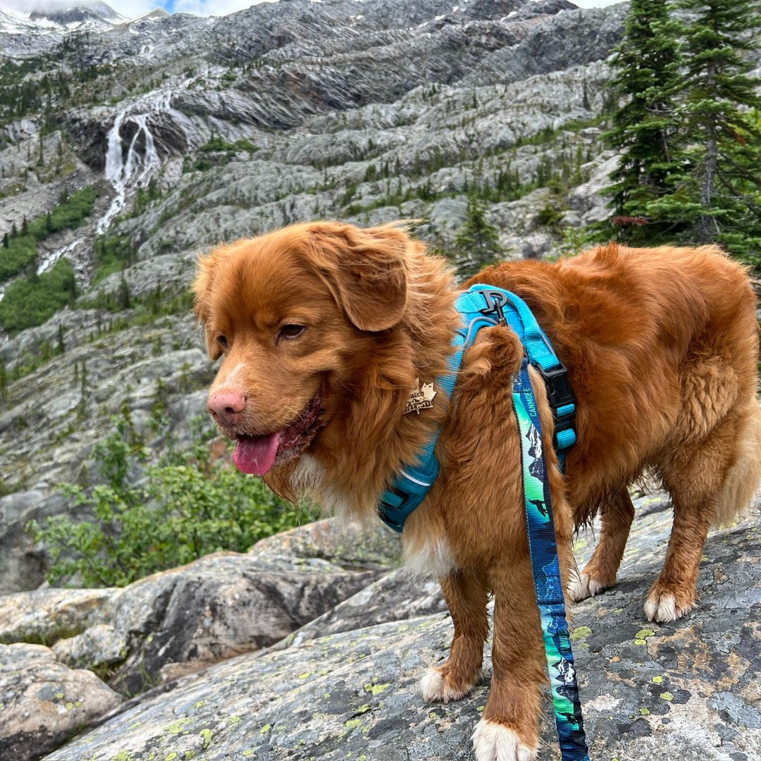 Rocky Mountain Dog V2 Canmore All Mountain 狗帶 產品細節圖 10