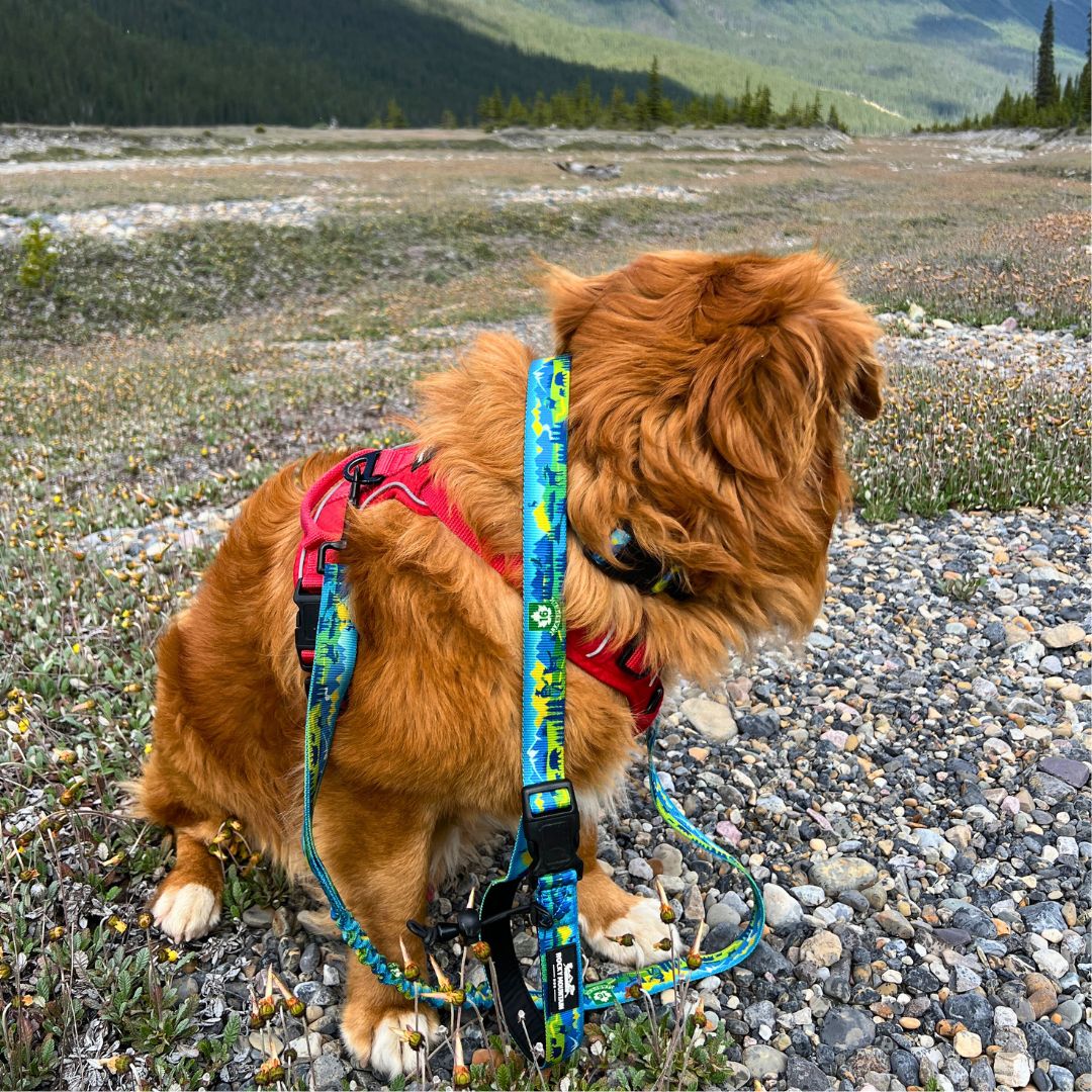 Rocky Mountain Dog Jasper All Mountain 狗帶 產品細節圖 10