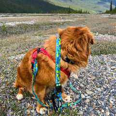 Rocky Mountain Dog Jasper All Mountain 狗帶 產品細節圖 10