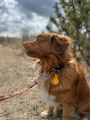 Rocky Mountain Dog RMD AirTag Keychain Holder 狗狗用品 產品細節圖 11
