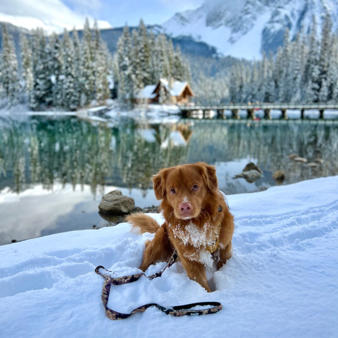 Rocky Mountain Dog Ranger All Mountain 狗帶 產品細節圖 11