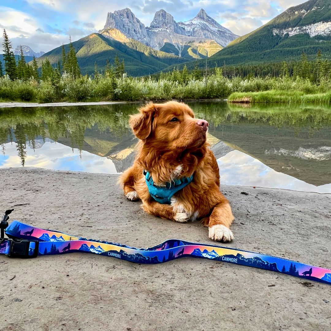 Rocky Mountain Dog V2 Canmore All Mountain 狗帶 產品細節圖 11