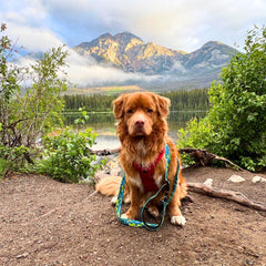 Rocky Mountain Dog Jasper All Mountain 狗帶 產品細節圖 11