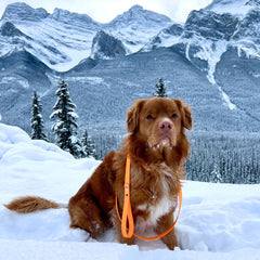 Rocky Mountain Dog RMD Biothane 狗帶es 產品細節圖 12