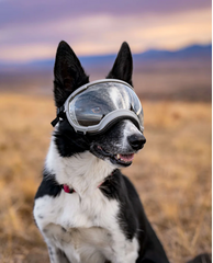 Rocky Mountain Dog V2 Medium 狗狗護目鏡 產品細節圖 13