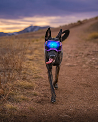 Rocky Mountain Dog V2 Medium 狗狗護目鏡 產品細節圖 14